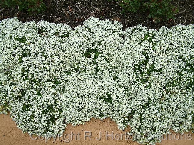 Alyssum White